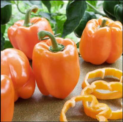 KNESSiN Orange Sun Capsicum Bell Pepper Seeds for Planting-[600mg] Seed