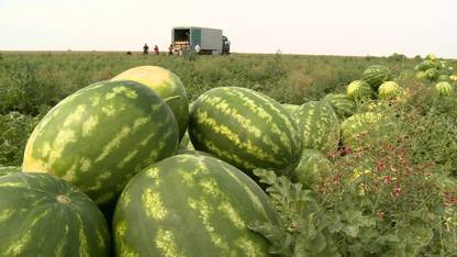 VibeX VVI-89 - Giant Astrakhan Watermelon - (150 Seeds) Seed
