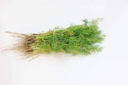CYBEXIS VXI-87 - Dill - Hera Organic - (750 Seeds) Seed