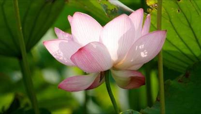 Weber lotus,kamal seeds Seed