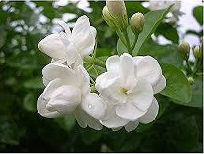 VENUS ONLINE Kuttimulla; Jasmine; Rare dwarf strongly scented Jasmine Plant Seed
