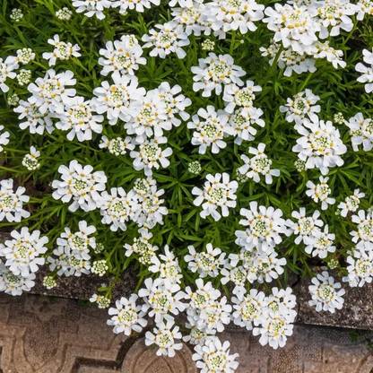 CEZIUS Purity Dwarf Candytuft (Iberis) Seed