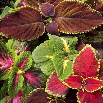 Biosnyg Rainbow Coleus Mix (Coleus blumei) Seed