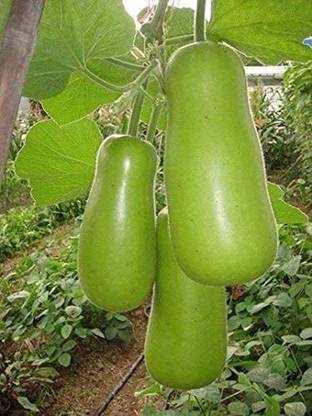 CYBEXIS PUAS-26 - Green Long Club Bottle Gourd - (300 Seeds) Seed