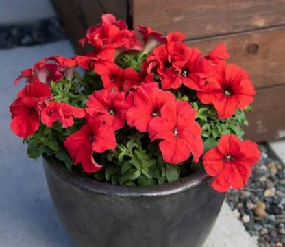 Dasstore PITUNIA FLOWER SEED Seed