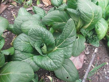WILLVINE KGF -XII Japanese Napa Cabbage [2.5g] Seed