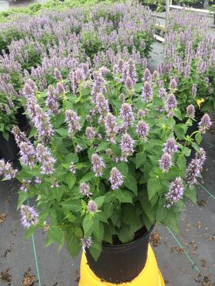 VibeX ® VLR-432 Agastache x 'Blue Fortune' (Anise) Mint Seed