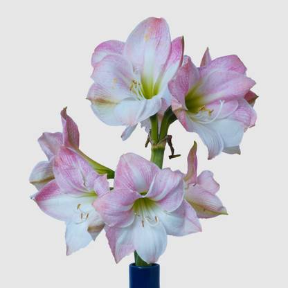 Amarygo Amaryllis Apple Blossom Bulb Seed