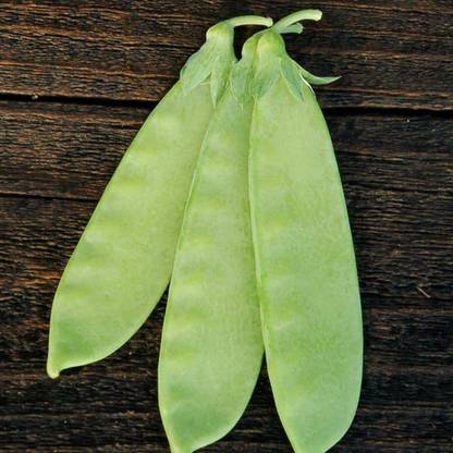 CYBEXIS Organic Snow Peas Seeds-200 Seeds Seed