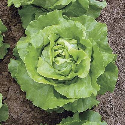 VibeX ® XXL-459 Sylvestra Lettuce Seeds Seed
