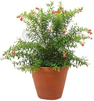 VibeX ® VLR-54 Rare Pomegranate Anar Red Bhagwa Seeds Seed