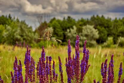CYBEXIS PUAS-94 - Sage (Salvia Officinalis) - (450 Seeds) Seed