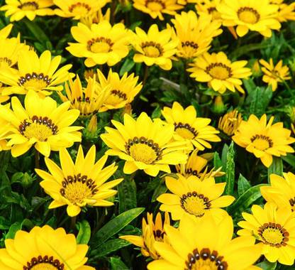 INTRA Gazania rigens New Day Yellow Seed
