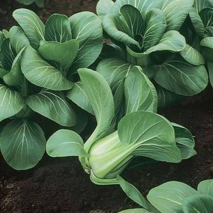 Atlus Mei Qing Choi vegetable Seed