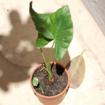 SREE Taro Root Seed, Outdoor Gardening Vegetable, Pure Original, Kochu Seed