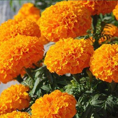 Mozette Exotic marigold orange Seed