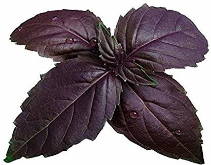 VibeX ® XLR-12 Osmin Purple Basil Seeds Seed