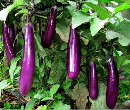 CALIBER Mini Eggplant, Little Fingers Seed