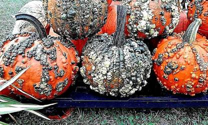 WILLVINE ATS-448 Warty Goblin Pumpkin Seeds Seed