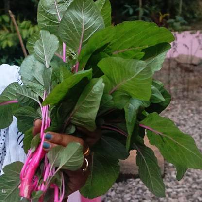 URRO Amaranthus Seed