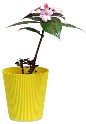 VibeX HUA-14 - CHINESE BALSAM-PLANT IMPATIENS WALLERIANA - (90 Seeds) Seed