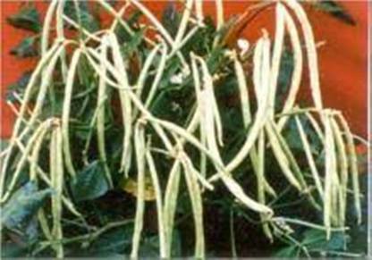 SM Exports Cowpea - Arka Samrudhi Cowpea vegetable seeds, 200 seeds per pack. Seed