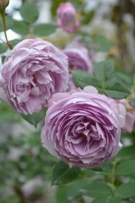VibeX Rose “Lapis Lazuli” Japanese Seed