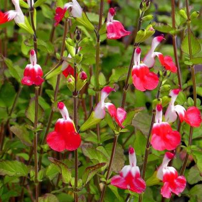 CYBEXIS Salvia, Hot Lips-50 Seeds Seed