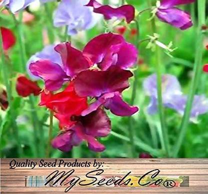 CYBEXIS VXI-2 - Sweet Pea Flower - (100 Seeds) Seed