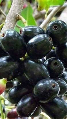 CARIBBEAN JAMUN (BLACK PULM) Seed