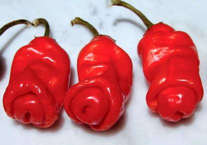 BALA PLANT CREATION Penis Chilli Naked XXX EXTRA HOT *RARE*200 Seeds Seed