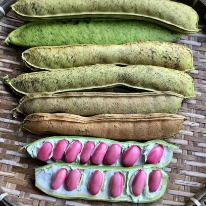 JAYANTAHALDER Sword bean/Mousim/Giant bean Seed