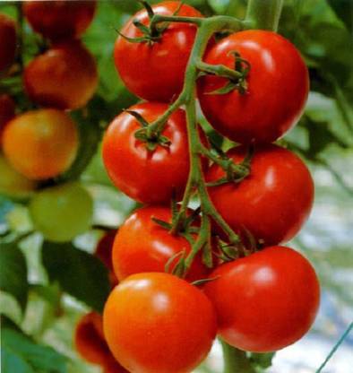 CYBEXIS Pusa Sadabahar Tomato-250 Seeds Seed