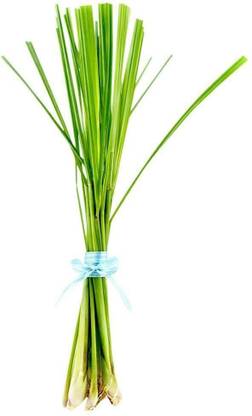 Avysa Lemon Grass Citronella Grass Herb Plants for Home Garden Seed
