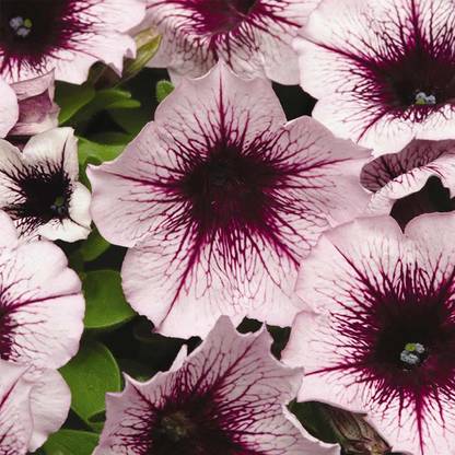 CYBEXIS XL-12 - Petunia - Madness Series Flower Garden Plum Crazy Blooms - (540 Seeds) Seed