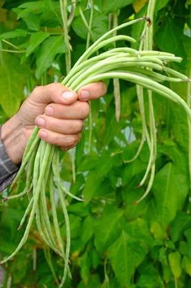 AloGardening Snake Bean Seed