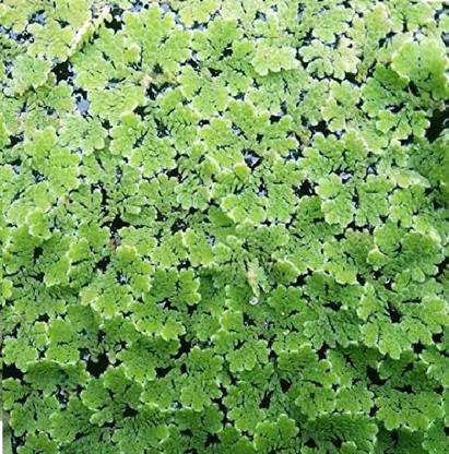 Dbbrothers Azolla seeds/Ajolla seeds/azola seeds/ajola seeds Seed