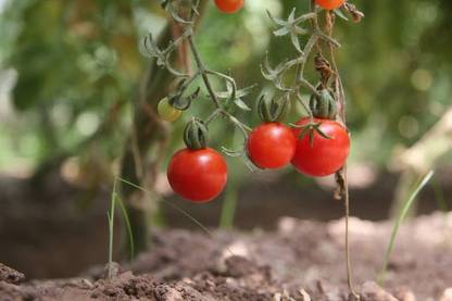 ratana halder tomato Seed