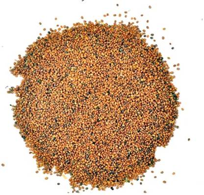 SAFRONI Taramira Beej - Taramira Seeds - Arugula Seed Seed