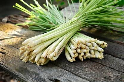 Avysa Lemon Grass Citronella Grass Herb Plants for Home Garden Seed