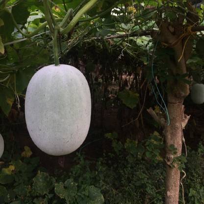 SBGARDEN Ash Gourd F1 Hybrid Vegetable Seed