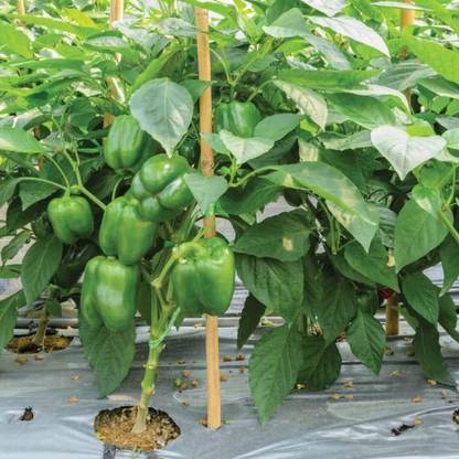 ENINE Hybrid Green Capsicum Shimla Mirch Plant Seeds Bell Paper RF123 Seed