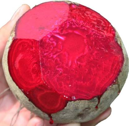 KNESSiN Beetroot Deep Red Seed