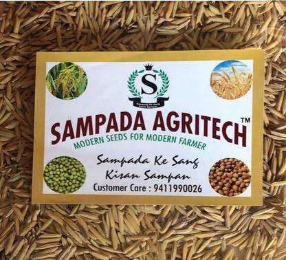Sampada Pusa Basmati Paddy Seeds 1692 | Dhan, Rice Farming & Agriculture 1KG Seed