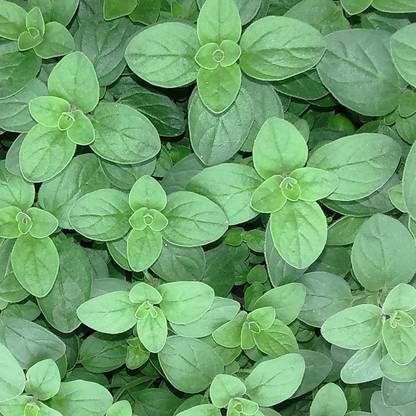 VibeX NDIR-85 - Sweet Marjoram Oregano - (1350 Seeds) Seed