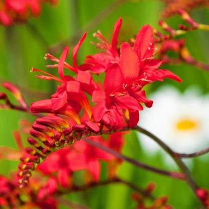 Tim Tim Agro 10 RED LUCIFER CROCOSMIA Crocosmia Masoniorum Flower Bulbs Not Seed