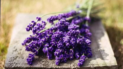 VibeX VXI-87 - Lavender (Lavandula angustifolia) - (250 Seeds) Seed