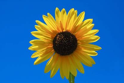 VibeX ® XXL-386 SKYSCRAPER SUNFLOWER Helianthus Annuus Seed