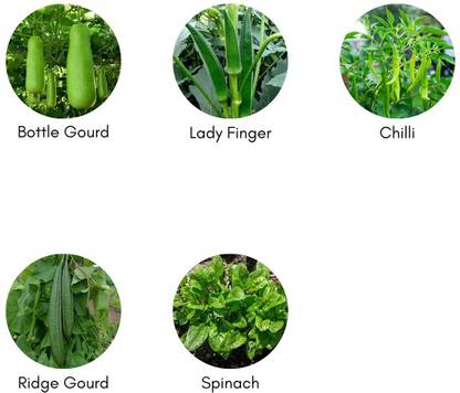 CYBEXIS Bottle Gourd Plant, Ridge Gourd, Spinach, Lady Finger, Chilli Seed