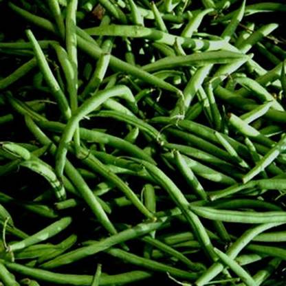 SEMPA French Bean - Martini Seed